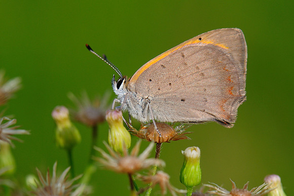 Lycaena phlaeas
