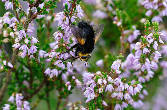 Tachina grossa