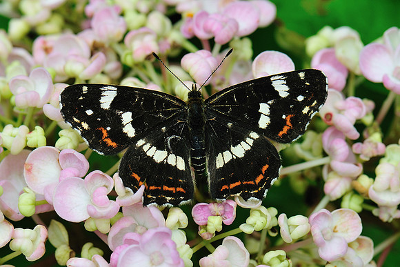 Araschnia levana