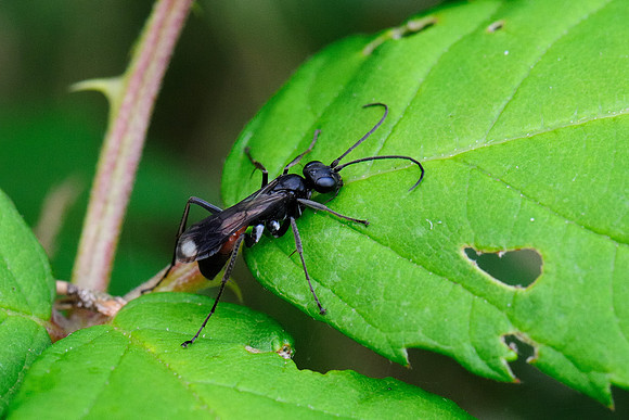 Priocnemis fennica