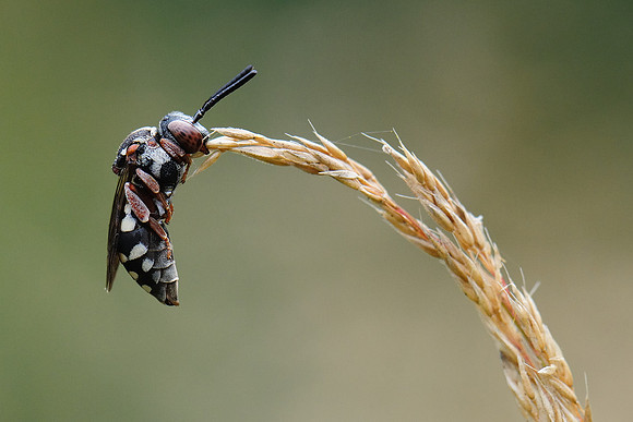 Epeolus variegatus