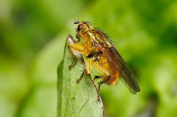 Scathophaga stercoraria
