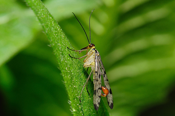 Panorpa communis