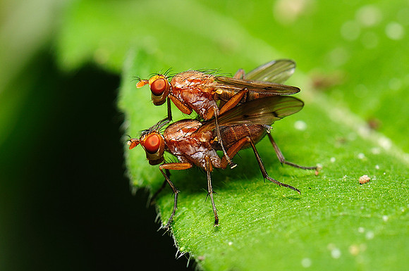 Tetanocera elata