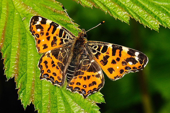 Araschnia levana