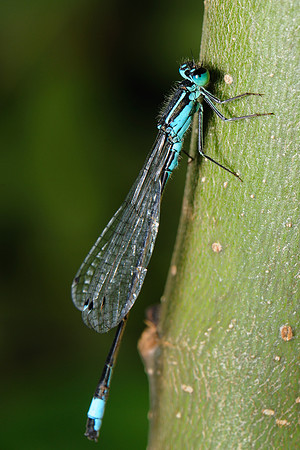 Ischnura elegans