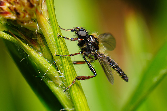 Bibio lanigerus