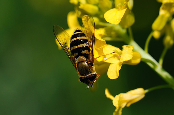 Syrphus sp.