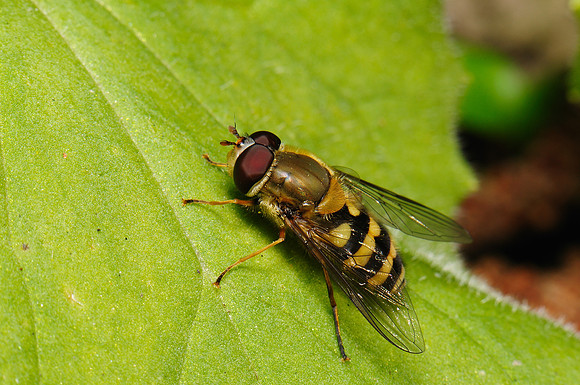 Syrphus sp.