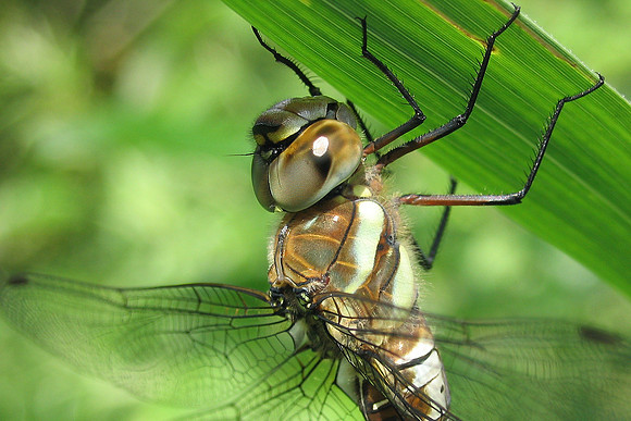 Aeshna mixta