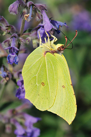 Gonepteryx rhamni