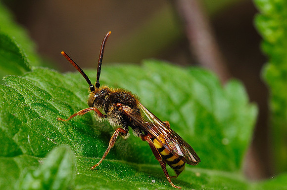 Nomada sp.