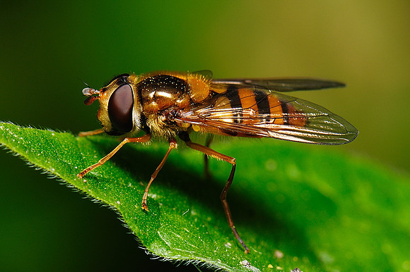 Epistrophe sp.?
