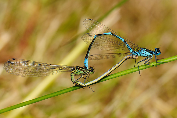 Coenagrion pulchellum