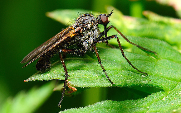 Empis tessellata