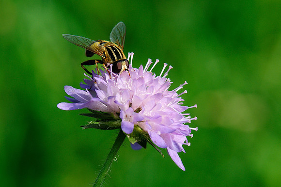 Helophilus sp.