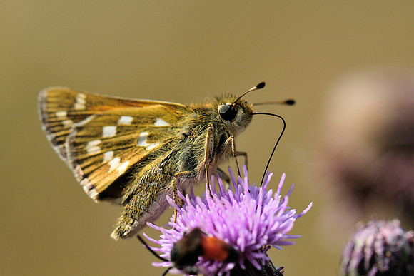 Hesperia comma
