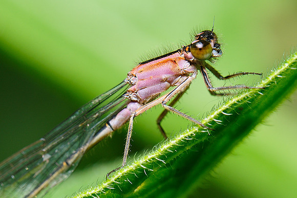 Ischnura elegans f. rufescens