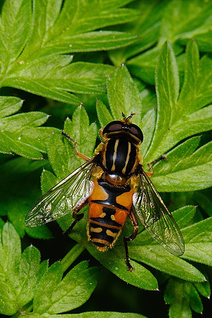 Helophilus pendulus
