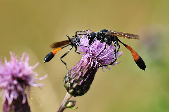 Ammophila pubescens?