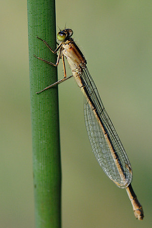 Ischnura elegans f. infuscans obsoleta