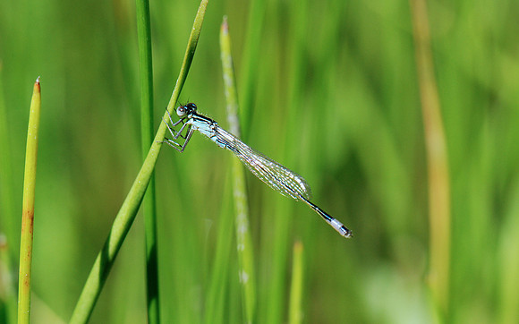 Ischnura elegans