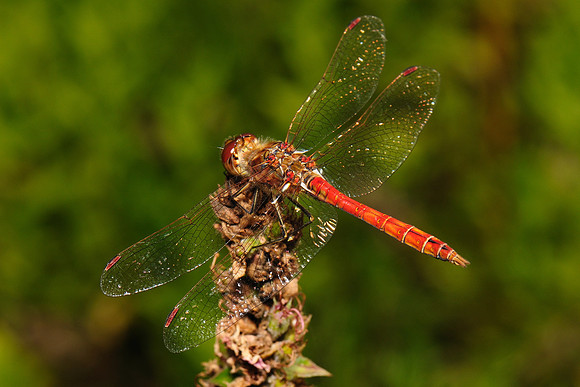 Sympetrum sp.