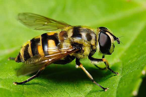 Myathropa florea