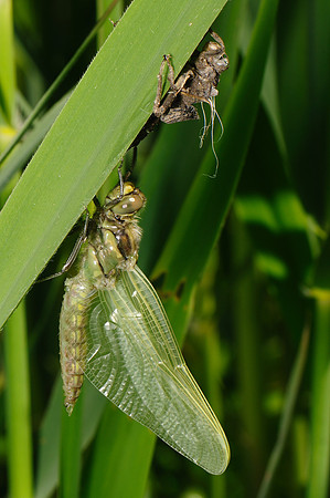Orthetrum cancellatum