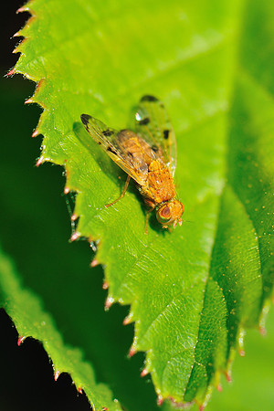 Xyphosia miliaria?