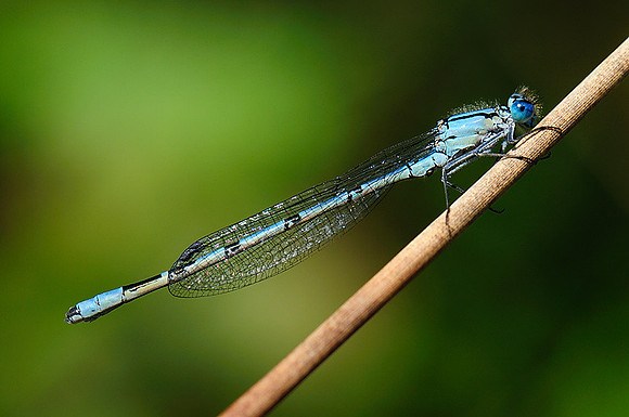 Enallagma cyathigerum