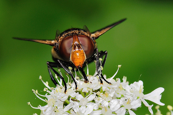 Volucella pellucens