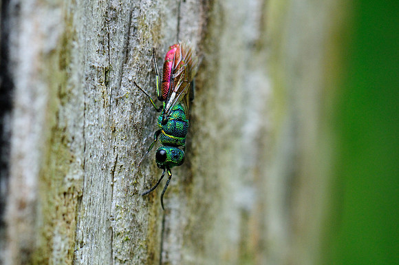 Chrysis ignita