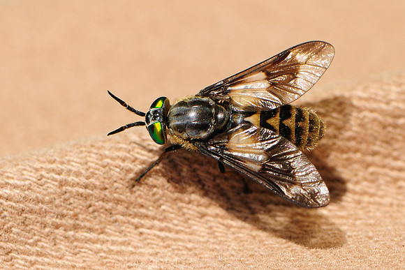 Chrysops relictus