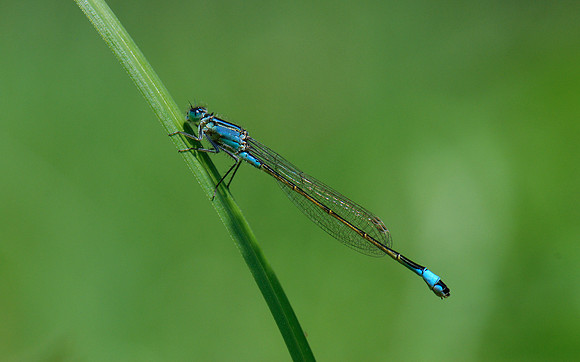 Ischnura elegans