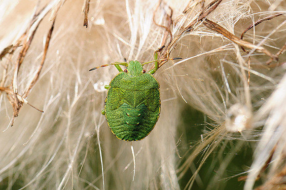 Palomena prasina