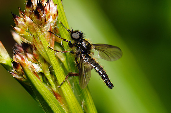 Bibio lanigerus