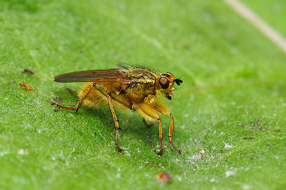 Scathophaga stercoraria