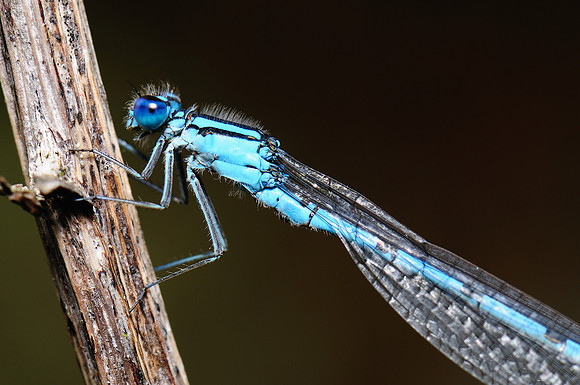 Enallagma cyathigerum