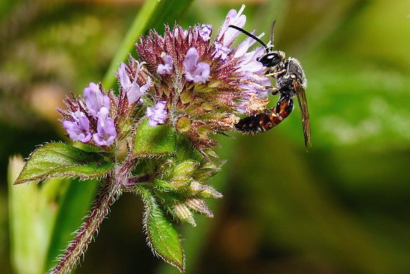 Lasioglossum sp.