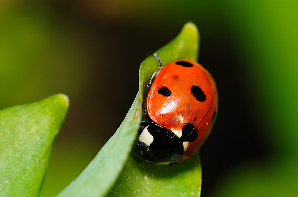 Coccinella septempunctata