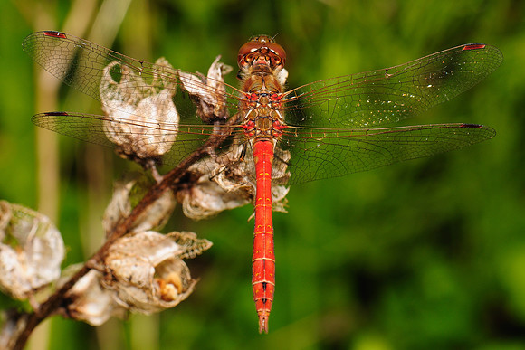 Sympetrum sp.
