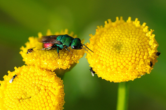 Chrysis ignita