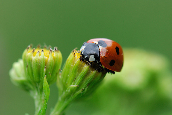 Coccinella septempunctata
