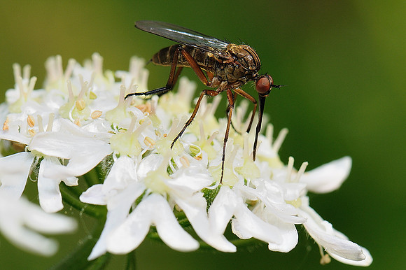 Empis opaca