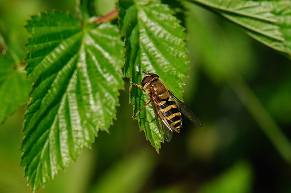 Syrphus sp.