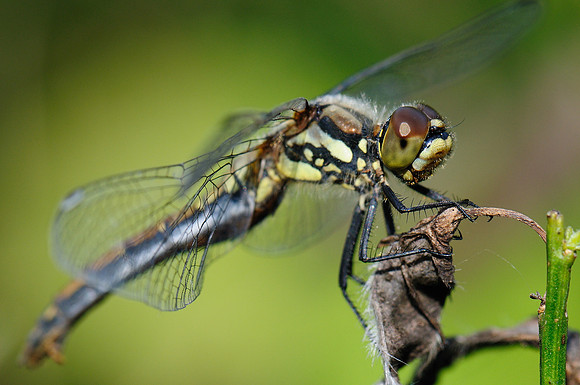 Sympetrum danae