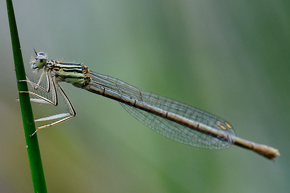 Platycnemis pennipes