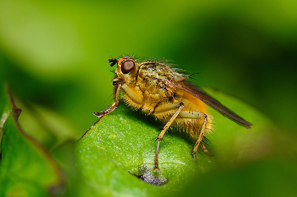Scathophaga stercoraria
