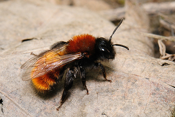 Andrena fulva